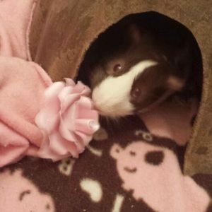 Meet your Posher, Genii